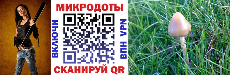 blacksprut   Дмитров  Псилоцибиновые грибы MAGIC MUSHROOMS 